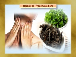 Herbs for hypothyroidism