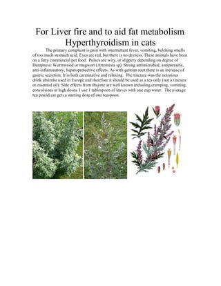 For Liver fire and to aid fat metabolism:
        Hyperthyroidism in cats
        The primary complaint is pain with intermittent fever, vomiting, belching smells
of too much stomach acid. Eyes are red, but there is no dryness. These animals have been
on a fatty commercial pet food. Pulses are wiry, or slippery depending on degree of
Dampness: Wormwood or mugwort (Artemesia sp). Strong antimicrobial, antiparasitic,
anti-inflammatory, hepatoprotective effects. As with gentian root there is an increase of
gastric secretion. It is both carminative and relaxing. The tincture was the notorious
drink absinthe used in Europe and therefore it should be used as a tea only (not a tincture
or essential oil). Side effects from thujone are well known including cramping, vomiting,
convulsions at high doses. I use 1 tablespoon of leaves with one cup water. The average
ten pound cat gets a starting dose of one teaspoon.
 