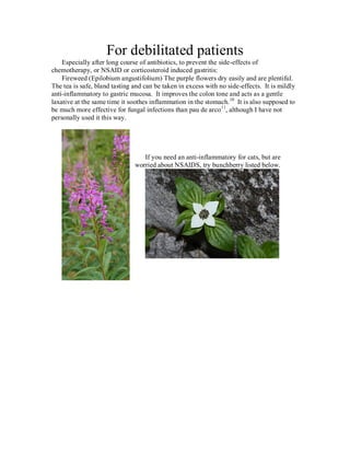 For debilitated patients
    Especially after long course of antibiotics, to prevent the side-effects of
chemotherapy, or NSAID or corticosteroid induced gastritis:
    Fireweed (Epilobium angustifolium) The purple flowers dry easily and are plentiful.
The tea is safe, bland tasting and can be taken in excess with no side-effects. It is mildly
anti-inflammatory to gastric mucosa. It improves the colon tone and acts as a gentle
laxative at the same time it soothes inflammation in the stomach. 10 It is also supposed to
be much more effective for fungal infections than pau de arco 11, although I have not
personally used it this way.




                                  If you need an anti-inflammatory for cats, but are
                               worried about NSAIDS, try bunchberry listed below.
 