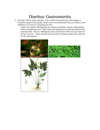 Diarrhea: Gastroenteritis
For large volume, fewer episodes. This is often associated with a diet change, or
infectious organism like giardia. Herbs can be very beneficial when you want to avoid
antibiotics or at least try something else first.
    Coptis root contains alkaloids that are similar to antibiotic and anti-inflammatory
    effects of goldenseal root. 12 Both coptis and goldenseal are cold and should not be
    used long term. Decoct 1 tablespoon of dry or fresh root with 11/2 cups water for
    40 min. covered. Coptis sinensis has been used in Chinese medicine for centuries
    for the same purpose.
 