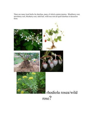 There are many local herbs for diarrhea, many of which contain tannins. Blackberry root,
strawberry root, blueberry root, salal leaf, wild rose root all quell diarrhea in decoction
form.




                                          rhodiola rosea/wild
                                       rose?
 