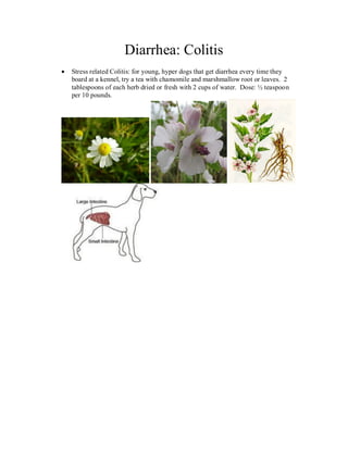 Diarrhea: Colitis
Stress related Colitis: for young, hyper dogs that get diarrhea every time they
board at a kennel, try a tea with chamomile and marshmallow root or leaves. 2
tablespoons of each herb dried or fresh with 2 cups of water. Dose: ½ teaspoon
per 10 pounds.
 