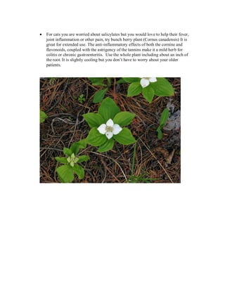 For cats you are worried about salicylates but you would love to help their fever,
joint inflammation or other pain, try bunch berry plant (Cornus canadensis) It is
great for extended use. The anti-inflammatory effects of both the cornine and
flavonoids, coupled with the astrigency of the tannins make it a mild herb for
colitis or chronic gastroenteritis. Use the whole plant including about an inch of
the root. It is slightly cooling but you don’t have to worry about your older
patients.
 