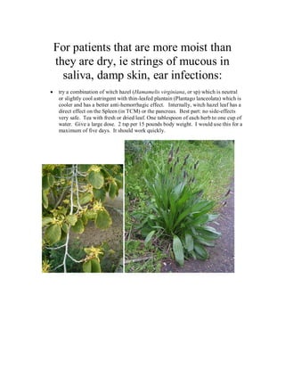 For patients that are more moist than
they are dry, ie strings of mucous in
  saliva, damp skin, ear infections:
 try a combination of witch hazel (Hamamelis virginiana, or sp) which is neutral
 or slightly cool astringent with thin-leafed plantain (Plantago lanceolata) which is
 cooler and has a better anti-hemorrhagic effect. Internally, witch hazel leaf has a
 direct effect on the Spleen (in TCM) or the pancreas. Best part: no side-effects
 very safe. Tea with fresh or dried leaf. One tablespoon of each herb to one cup of
 water. Give a large dose. 2 tsp per 15 pounds body weight. I would use this for a
 maximum of five days. It should work quickly.
 