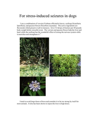For stress-induced seizures in dogs
     I use a combination of vervain (Verbena officinalis) leaves, scullcap (Scutellaria
lateriflora), and passion flower (Passiflora incarnata). The active ingredients are
flavonoids which preserve well in tinctures. Give 5-8 drops of tincture per 40 pounds
body weight before stressful event. The vervain and passion flower help the liver and
heart while the scullcap has the wonderful effect of resting the nervous system while
it nourishes and strengthens it. 15




   I tend to avoid large doses of kava and consider it to be too strong by itself for
most animals. It also has been shown to injure the liver in high doses.
 