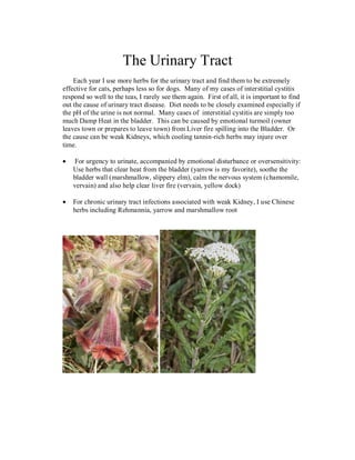 The Urinary Tract
    Each year I use more herbs for the urinary tract and find them to be extremely
effective for cats, perhaps less so for dogs. Many of my cases of interstitial cystitis
respond so well to the teas, I rarely see them again. First of all, it is important to find
out the cause of urinary tract disease. Diet needs to be closely examined especially if
the pH of the urine is not normal. Many cases of interstitial cystitis are simply too
much Damp Heat in the bladder. This can be caused by emotional turmoil (owner
leaves town or prepares to leave town) from Liver fire spilling into the Bladder. Or
the cause can be weak Kidneys, which cooling tannin-rich herbs may injure over
time.

    For urgency to urinate, accompanied by emotional disturbance or oversensitivity:
    Use herbs that clear heat from the bladder (yarrow is my favorite), soothe the
    bladder wall (marshmallow, slippery elm), calm the nervous system (chamomile,
    vervain) and also help clear liver fire (vervain, yellow dock)

    For chronic urinary tract infections associated with weak Kidney, I use Chinese
    herbs including Rehmannia, yarrow and marshmallow root
 