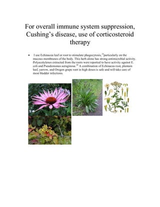 For overall immune system suppression,
Cushing’s disease, use of corticosteroid
               therapy
   I use Echinacea leaf or root to stimulate phagocytosis, 19particularly on the
  mucous membranes of the body. This herb alone has strong antimicrobial activity.
  Polyacetylenes extracted from the roots were reported to have activity against E.
  coli and Pseudomonas aeruginosa. 20 A combination of Echinacea root, plantain
  leaf, yarrow, and Oregon grape root in high doses is safe and will take care of
  most bladder infections.
 