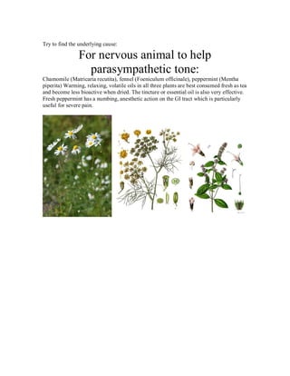 Try to find the underlying cause:

                For nervous animal to help
                  parasympathetic tone:
Chamomile (Matricaria recutita), fennel (Foeniculum officinale), peppermint (Mentha
piperita) Warming, relaxing, volatile oils in all three plants are best consumed fresh as tea
and become less bioactive when dried. The tincture or essential oil is also very effective.
Fresh peppermint has a numbing, anesthetic action on the GI tract which is particularly
useful for severe pain.
 