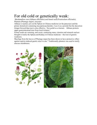 For old cold or genetically weak:
 Marshmallow root (Althaea officinalis) and fennel seed (Foeniculum officinale),
Plantain (Plantago major), enzymes
Althaea is neutral, acts on the Spleen in Chinese medicine (or the pancreas) and the
primer demulcent containing mucopolysaccharides. I use it as a powder but the decoction
(longer brewed than tea) is also effective. Not useful as a tincture. Althaea protects
upper gastrointestinal tract from local irritants. 2
Fennel seeds are warming, and sweet, containing many vitamins and minerals and are
thought to tonify the Spleen and Kidney in Chinese medicine—the root of genetic
weakness.
Mucilage from the leaves of Plantago major has been shown to have protective effect
against aspirin-induced gastric ulcer in rats. 3 Traditionally plantain was used to tonify
mucous membranes.
 