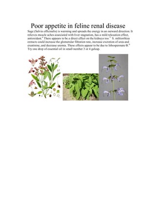 Poor appetite in feline renal disease
Sage (Salvia officinalis) is warming and spreads the energy in an outward direction. It
relieves muscle aches associated with liver stagnation, has a mild relaxation effect,
antioxidant.4 There appears to be a direct effect on the kidneys too. 5 S. miltiorrhiza
extracts could increase the glomerular filtration rate, increase excretion of urea and
creatinine, and decrease uremia. These effects appear to be due to lithospermate B. 6
Try one drop of essential oil in small number 3 or 4 gelcap.
 