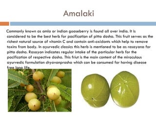 Amalaki
Commonly known as amla or indian gooseberry is found all over india. It is
considered to be the best herb for pacification of pitta dosha. This fruit serves as the
richest natural source of vitamin C and contain anti-oxidants which help to remove
toxins from body. In ayurvedic classics this herb is mentioned to be as rasayana for
pitta dosha. Rasayan indicates regular intake of the particular herb for the
pacification of respective dosha. This friut is the main content of the miraculous
ayurvedic formulation chyavanprasha which can be consumed for having disease
free long life.
 