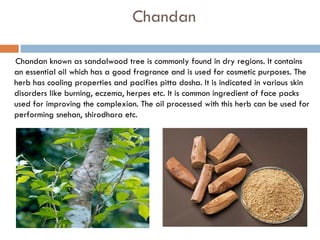 Chandan

Chandan known as sandalwood tree is commonly found in dry regions. It contains
an essential oil which has a good fragrance and is used for cosmetic purposes. The
herb has cooling properties and pacifies pitta dosha. It is indicated in various skin
disorders like burning, eczema, herpes etc. It is common ingredient of face packs
used for improving the complexion. The oil processed with this herb can be used for
performing snehan, shirodhara etc.
 