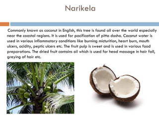 Narikela

Commonly known as coconut in English, this tree is found all over the world especially
near the coastal regions. It is used for pacification of pitta dosha. Coconut water is
used in various inflammatory conditions like burning micturition, heart burn, mouth
ulcers, acidity, peptic ulcers etc. The fruit pulp is sweet and is used in various food
preparations. The dried fruit contains oil which is used for head massage in hair fall,
greying of hair etc.
 