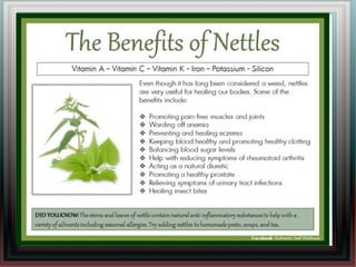 Nettles for Allergies:
 