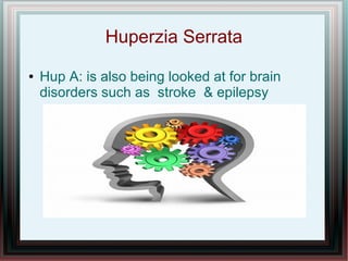Huperzia Serrata
● Hup A: is also being looked at for brain
disorders such as stroke & epilepsy
 