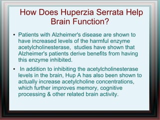 How Does Huperzia Serrata Help
Brain Function?
● Patients with Alzheimer's disease are shown to
have increased levels of the harmful enzyme
acetylcholinesterase, studies have shown that
Alzheimer's patients derive benefits from having
this enzyme inhibited.
● In addition to inhibiting the acetylcholinesterase
levels in the brain, Hup A has also been shown to
actually increase acetylcholine concentrations,
which further improves memory, cognitive
processing & other related brain activity.
 