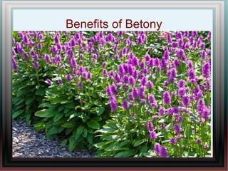 Benefits of Betony
 