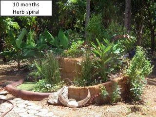 10 months
Herb spiral
 
