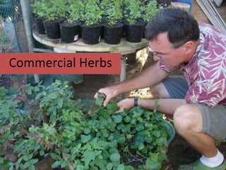 Commercial Herbs
 