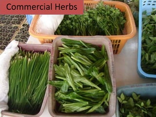 Commercial Herbs
 