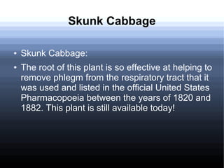 Skunk Cabbage
● Skunk Cabbage:
● The root of this plant is so effective at helping to
remove phlegm from the respiratory tract that it
was used and listed in the official United States
Pharmacopoeia between the years of 1820 and
1882. This plant is still available today!
 