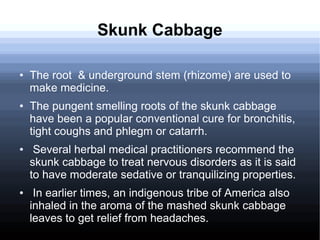 Skunk Cabbage
● The root & underground stem (rhizome) are used to
make medicine.
● The pungent smelling roots of the skunk cabbage
have been a popular conventional cure for bronchitis,
tight coughs and phlegm or catarrh.
● Several herbal medical practitioners recommend the
skunk cabbage to treat nervous disorders as it is said
to have moderate sedative or tranquilizing properties.
● In earlier times, an indigenous tribe of America also
inhaled in the aroma of the mashed skunk cabbage
leaves to get relief from headaches.
 