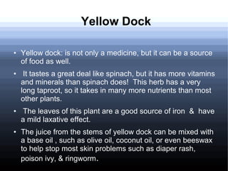 Yellow Dock
● Yellow dock: is not only a medicine, but it can be a source
of food as well.
● It tastes a great deal like spinach, but it has more vitamins
and minerals than spinach does! This herb has a very
long taproot, so it takes in many more nutrients than most
other plants.
● The leaves of this plant are a good source of iron & have
a mild laxative effect.
● The juice from the stems of yellow dock can be mixed with
a base oil , such as olive oil, coconut oil, or even beeswax
to help stop most skin problems such as diaper rash,
poison ivy, & ringworm.
 