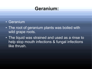 Geranium:
● Geranium
● The root of geranium plants was boiled with
wild grape roots.
● The liquid was strained and used as a rinse to
help stop mouth infections & fungal infections
like thrush.
 