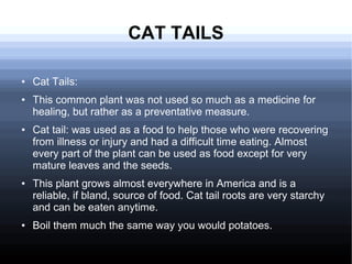 CAT TAILS
● Cat Tails:
● This common plant was not used so much as a medicine for
healing, but rather as a preventative measure.
● Cat tail: was used as a food to help those who were recovering
from illness or injury and had a difficult time eating. Almost
every part of the plant can be used as food except for very
mature leaves and the seeds.
● This plant grows almost everywhere in America and is a
reliable, if bland, source of food. Cat tail roots are very starchy
and can be eaten anytime.
● Boil them much the same way you would potatoes.
 