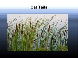 Cat Tails
 