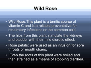 Wild Rose
● Wild Rose:This plant is a terrific source of
vitamin C and is a reliable preventative for
respiratory infections or the common cold.
● The hips from this plant stimulate the kidneys
and bladder with their mild diuretic effect.
● Rose petals: were used as an infusion for sore
throats or mouth ulcers.
● Even the roots of this plant were boiled and
then strained as a means of stopping diarrhea.
 