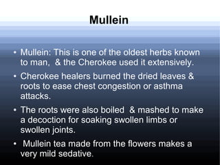Mullein
● Mullein: This is one of the oldest herbs known
to man, & the Cherokee used it extensively.
● Cherokee healers burned the dried leaves &
roots to ease chest congestion or asthma
attacks.
● The roots were also boiled & mashed to make
a decoction for soaking swollen limbs or
swollen joints.
● Mullein tea made from the flowers makes a
very mild sedative.
 
