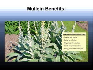 Mullein Benefits:
 