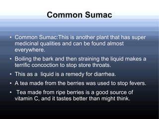 Common Sumac
● Common Sumac:This is another plant that has super
medicinal qualities and can be found almost
everywhere.
● Boiling the bark and then straining the liquid makes a
terrific concoction to stop store throats.
● This as a liquid is a remedy for diarrhea.
● A tea made from the berries was used to stop fevers.
● Tea made from ripe berries is a good source of
vitamin C, and it tastes better than might think.
 