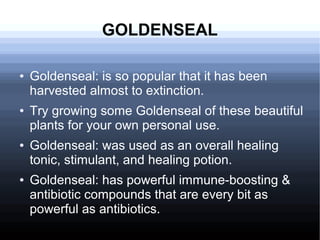 GOLDENSEAL
● Goldenseal: is so popular that it has been
harvested almost to extinction.
● Try growing some Goldenseal of these beautiful
plants for your own personal use.
● Goldenseal: was used as an overall healing
tonic, stimulant, and healing potion.
● Goldenseal: has powerful immune-boosting &
antibiotic compounds that are every bit as
powerful as antibiotics.
 