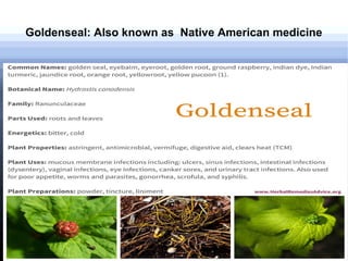 Goldenseal: Also known as Native American medicine
 