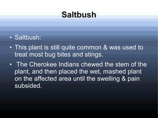 Saltbush
● Saltbush:
● This plant is still quite common & was used to
treat most bug bites and stings.
● The Cherokee Indians chewed the stem of the
plant, and then placed the wet, mashed plant
on the affected area until the swelling & pain
subsided.
 