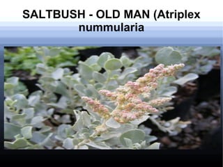 SALTBUSH - OLD MAN (Atriplex
nummularia
 