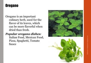Oregano
Oregano is an important
culinary herb, used for the
flavor of its leaves, which
can be more flavorful when
dried than fresh.
Popular oregano dishes:
Italian Food, Mexican Food,
Pizza, Spaghetti, Tomato
Sauce
Delhindra/chefqtrainer.blogspot.com
 