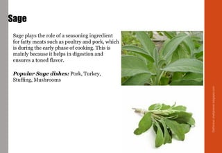 Sage plays the role of a seasoning ingredient
for fatty meats such as poultry and pork, which
is during the early phase of cooking. This is
mainly because it helps in digestion and
ensures a toned flavor.
Popular Sage dishes: Pork, Turkey,
Stuffing, Mushrooms
Sage
Delhindra/chefqtrainer.blogspot.com
 