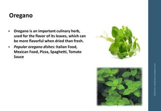 Oregano
Delhindra/chefqtrainer.blogspot.com
▪ Oregano is an important culinary herb,
used for the flavor of its leaves, wh...