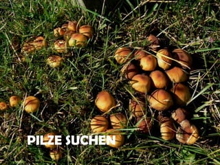 PILZE SUCHEN
 