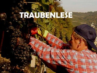 TRAUBENLESE
 