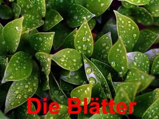 Die Blätter
 