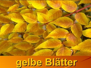 gelbe Blättergelbe Blätter
 