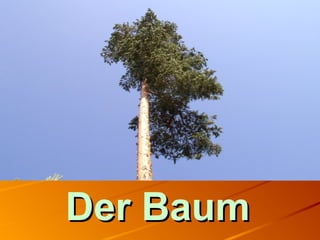 Der BaumDer Baum
 