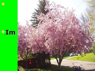 
Im FrühlingIm Frühling
 