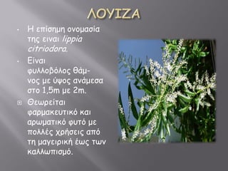 • Η επίζγμγ κθκμαζία
ηγμ εεθαε lippia
citriodora.
• Γίθαε
θνηηκΰόηκμ δάμ-
θκμ με ύοκμ αθάμεζα
ζηκ 1,5m με 2m.
 Θεπλείηαε
θαλμαζενηεζό ζαε
αλπμαηεζό θνηό με
πκηηέμ ξλήζεεμ από
ηγ μααεελεζή έπμ ηπθ
ζαηηππεζμό.
 