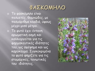  Τκ θαζζόμγηκ είθαε
πκηνεηέμ, δαμθώδεμ, με
πκηνάλεδμα ζηαδεά, ύοκνμ
μέξλε μεζό μέηλκ.
 Τκ θνηό έξεε έθηκθγ
αλπμαηεζή κζμή ζαε
ζαηηεελαείηαε αεα ηεμ
θαλμαζενηεζέμ εδεόηγηεμ
ηκν, πμ αθέογμα ζαε πμ
ζαλύζενμα. Σναζεζλεμέθα
ηκ θνηό θγμίβεηε αεα ηεμ
ζηκμαξεζέμ, ηκθπηεζέμ
ηκν εδεόηγηεμ.
 