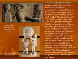 El Jardí de les Hespèrides era una
mena de paradís, situat en un lloc
indeterminat de l’oest del
Mediterrani. Les nimfes Hespèrides,
filles d’Atlas, cuidaven que ningú
furtara les famoses pomes d’or, que
Gea li regalà a Hera quan es casà amb
Zeus. Una serp o drac, anomenada
Ladó, també protegia el famós jardí.
Hèracles la travessà amb una fletxa,
però sabia que només Atlas tenia
accés a les Hespèrides. Per això li
demanà que li portara ell les pomes.
A canvi Hèracles es quedaria
aguantant sobre els seus muscles la
volta del cel. Atlas accedí i, quan ja
tenia les pomes, decidí portar-les ell
mateix a Euristeu, però Hèracles
aconseguí enganyar-lo, dient-li que
necessitava posar-se un coixí sobre els
muscles. Així Atlas agafà per un
moment el pes del cel – això pensava
ell- ;però Hèracles li furtà les pomes i
pegà a fugir.
Atenea ajuda a
Hèracles mentre
Atlas li porta les
pomes
Hèracles tornant-li
l’esfera a Atlas
 